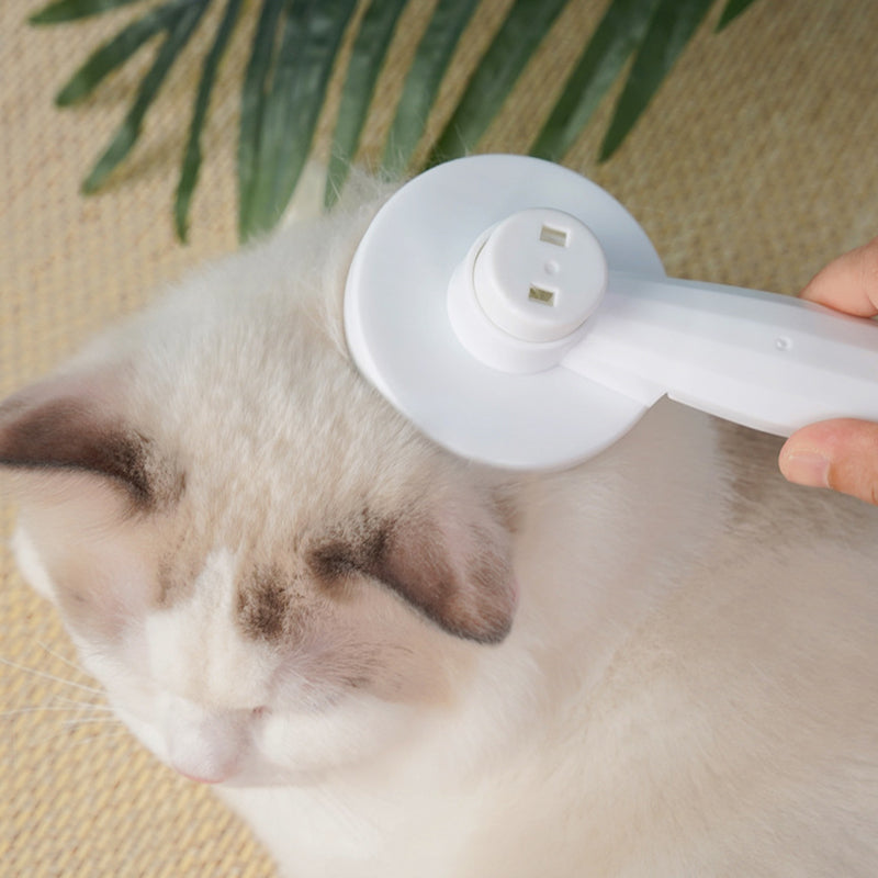 Brosses lisses pour animaux de compagnie