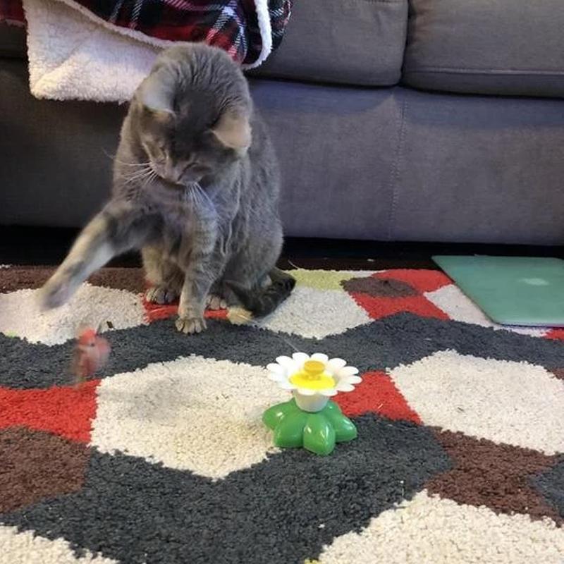 Jouet Interactif Pour Chats